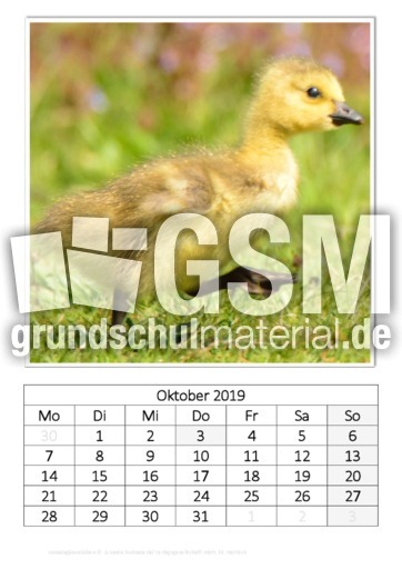 Oktober_Kanadagänseküken.pdf
